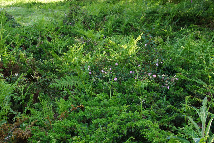 Rosa serafinii (fiori semi-chiusi)